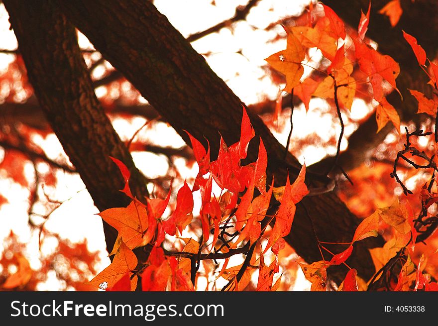 Autumn maple leaves in nanjing china tree. Autumn maple leaves in nanjing china tree