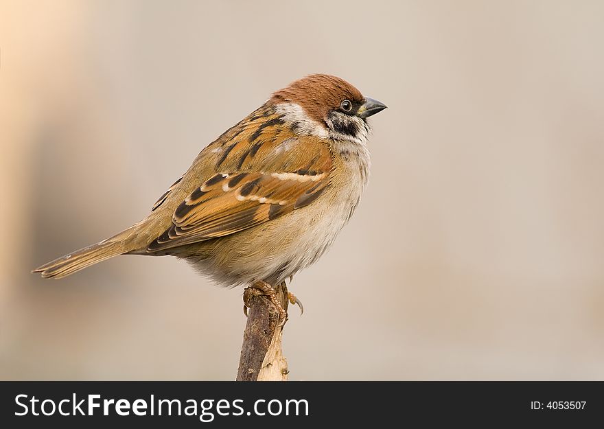 Tree Sparrow (aka passer montanus)