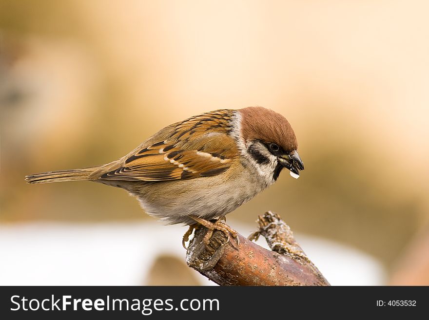 Tree Sparrow (aka passer montanus)