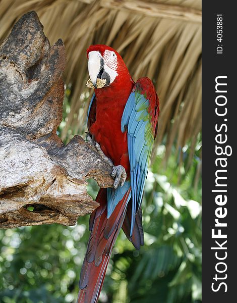 Portrait of red macaw eating something. Portrait of red macaw eating something