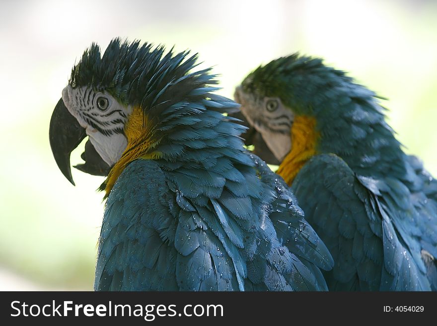 A couple of colorful Blue and Gold Macaws close-up. A couple of colorful Blue and Gold Macaws close-up