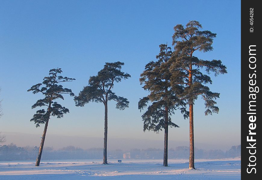 Pine winter snow frost sky blue nature forest trees clearly. Pine winter snow frost sky blue nature forest trees clearly