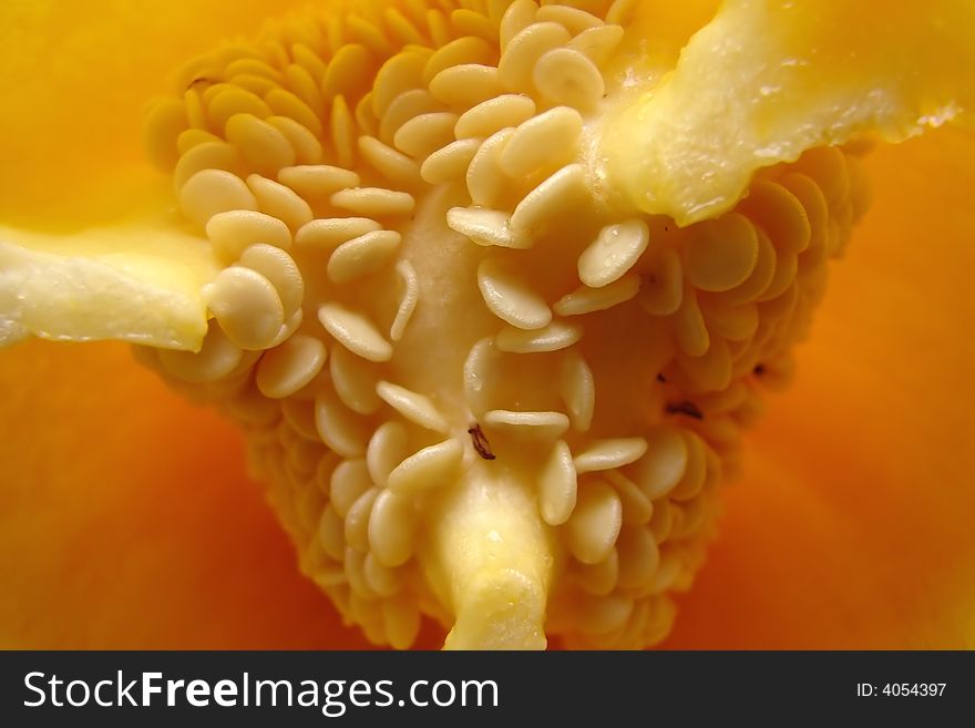 Yellow pepper seeds close-up photo