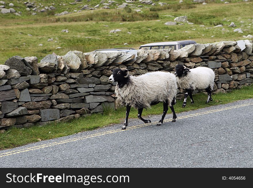 Two rams go on road