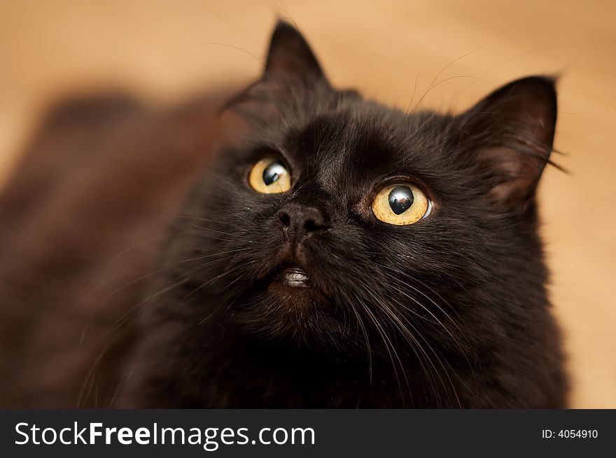 Cute black cat looking up