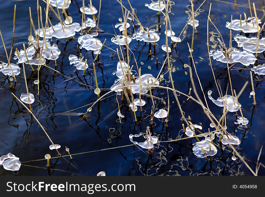 Little ice on the plant