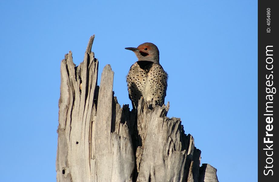 Woodpecker perched on a tree stub. Woodpecker perched on a tree stub