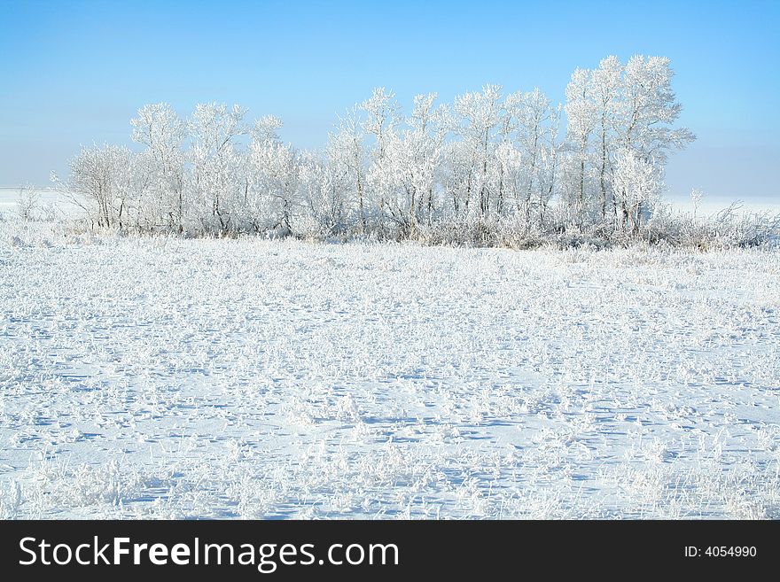 Frozen trees on sky background. white winter