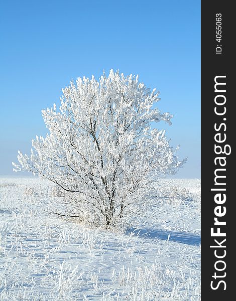 Alone frozen tree