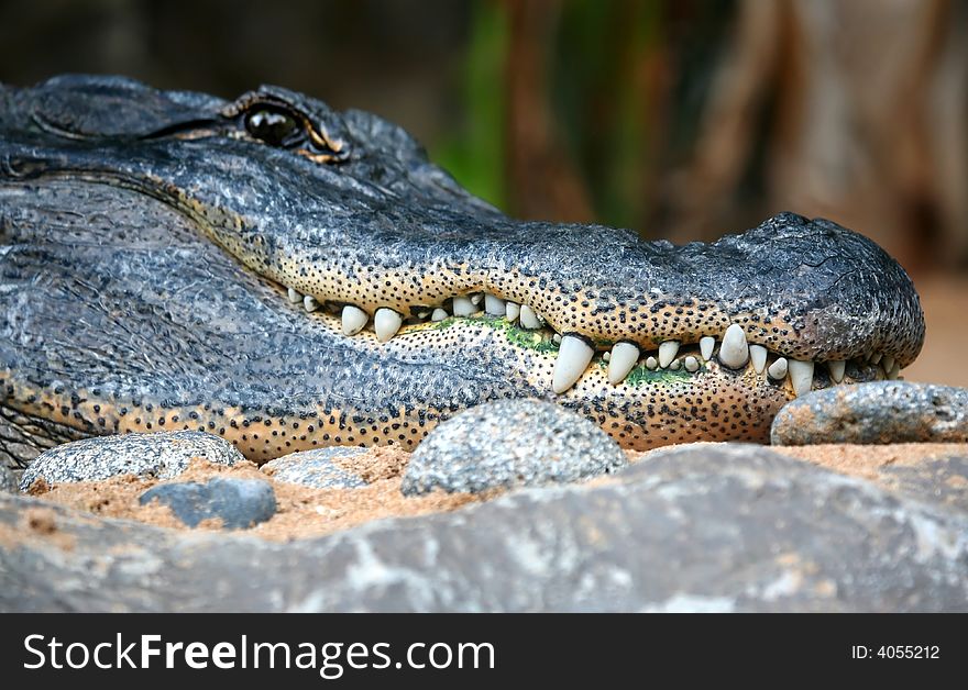 A digital image of an alligator in a zoo in tenerife.