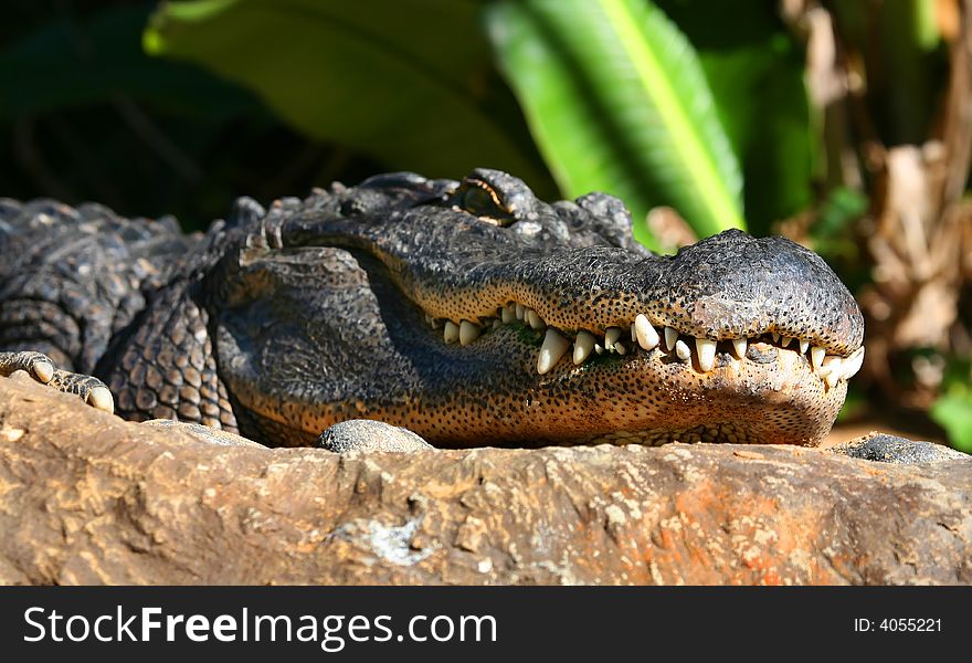 A digital image of an alligator in a zoo in tenerife. A digital image of an alligator in a zoo in tenerife.