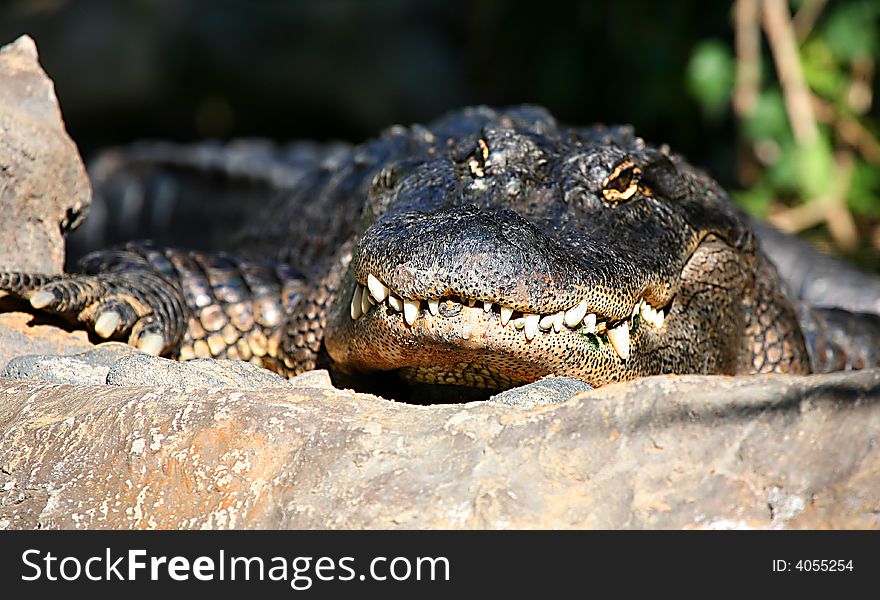 A digital image of an alligator in a zoo in tenerife. A digital image of an alligator in a zoo in tenerife.