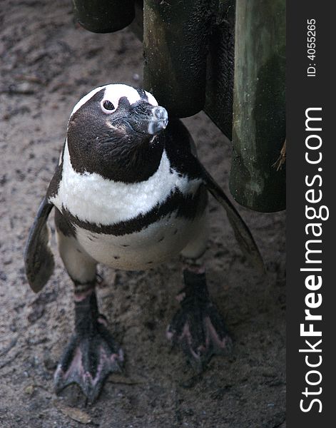 Curious Penguin