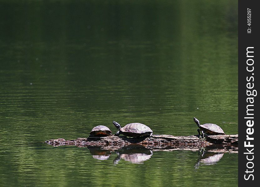 Three turtles lined up on a log in a lake. Three turtles lined up on a log in a lake