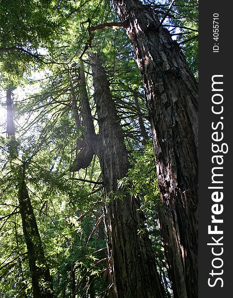Redwoods bent by Native Americans as signal trees. Redwoods bent by Native Americans as signal trees