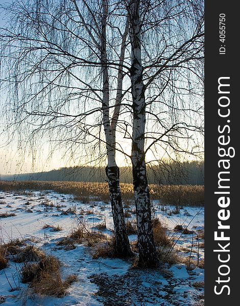 Sunset behind the birch-tree at Yauza river, Russia. Sunset behind the birch-tree at Yauza river, Russia