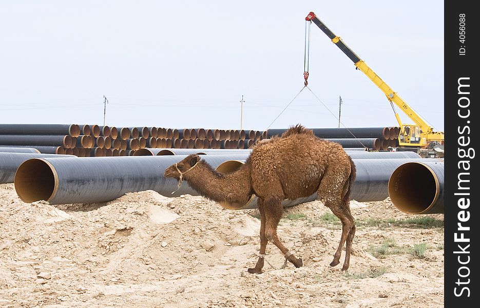 Camel on industry background of Kazakhstan country