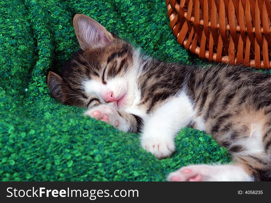 Kitten taking a nap on soft blanket