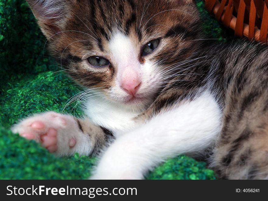 Kitten looking tired into the camera. Kitten looking tired into the camera