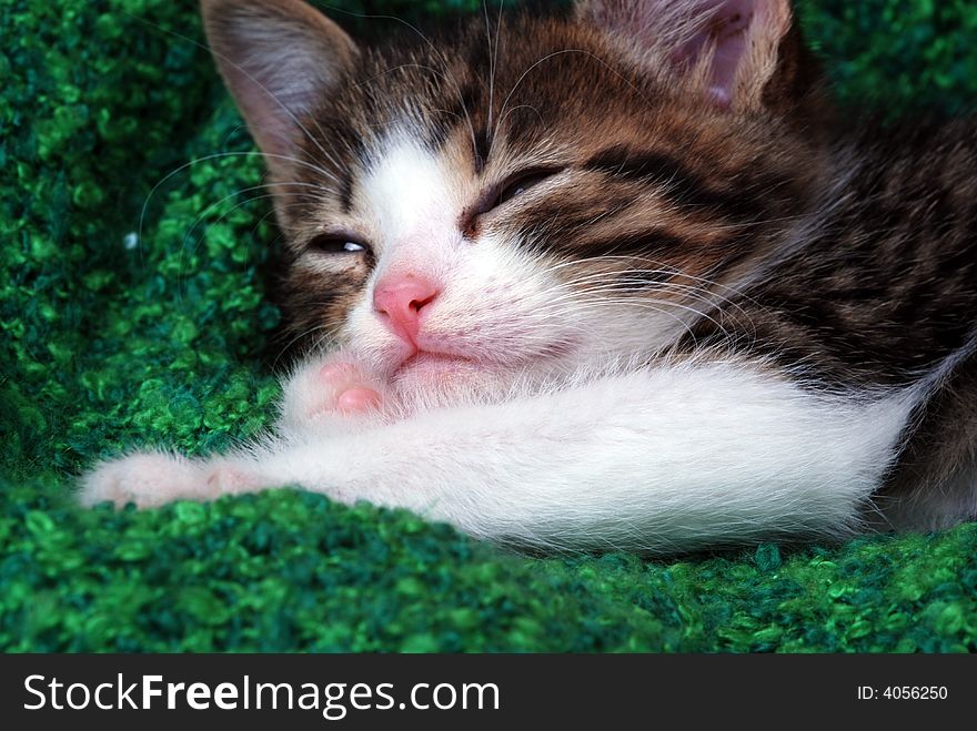 Sweet little Kitten falling asleep. Sweet little Kitten falling asleep