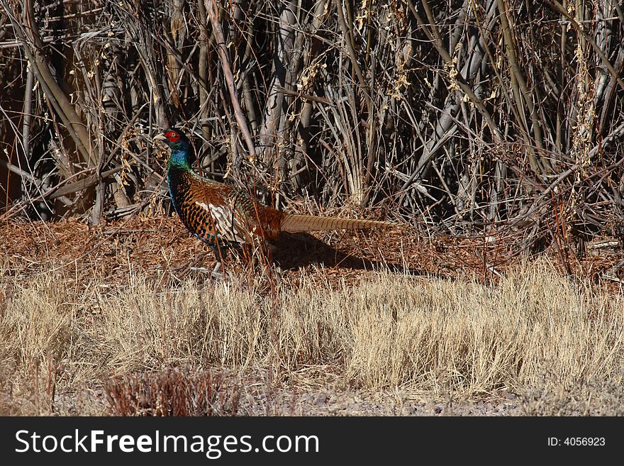 Ring-necked pheasant male in natural habitat