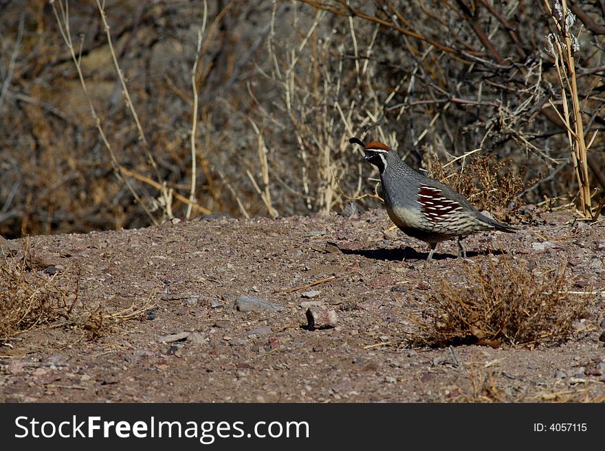 Gambel's quail in natural habitat