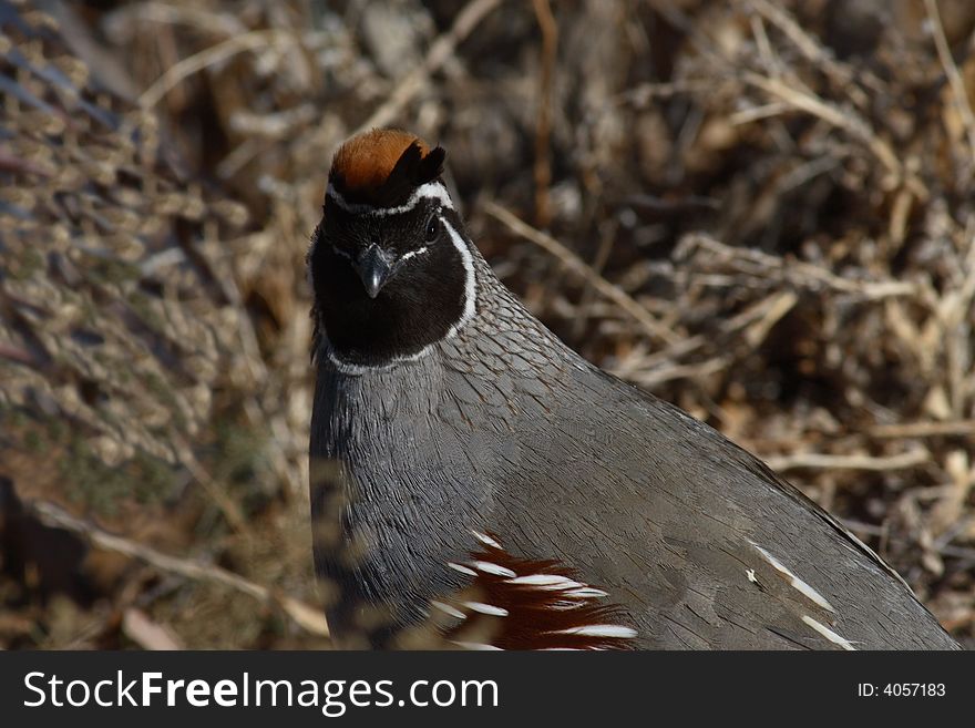 Gambel's quail close-up male