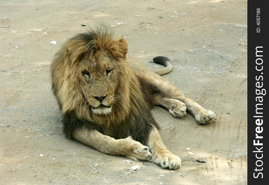 Animals, lion, cat, safari, wildlife, male