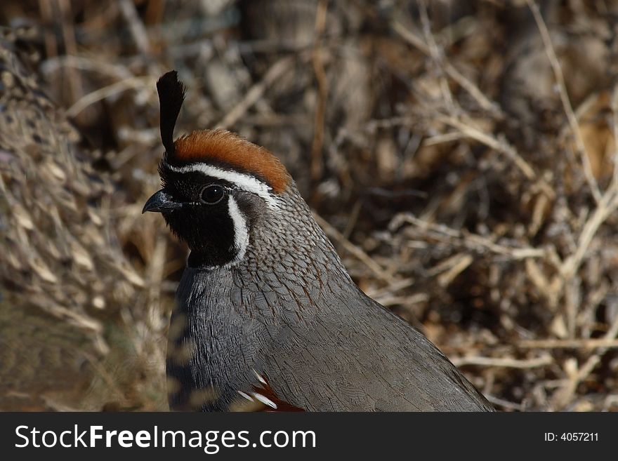 Gambel S Quail Portrait