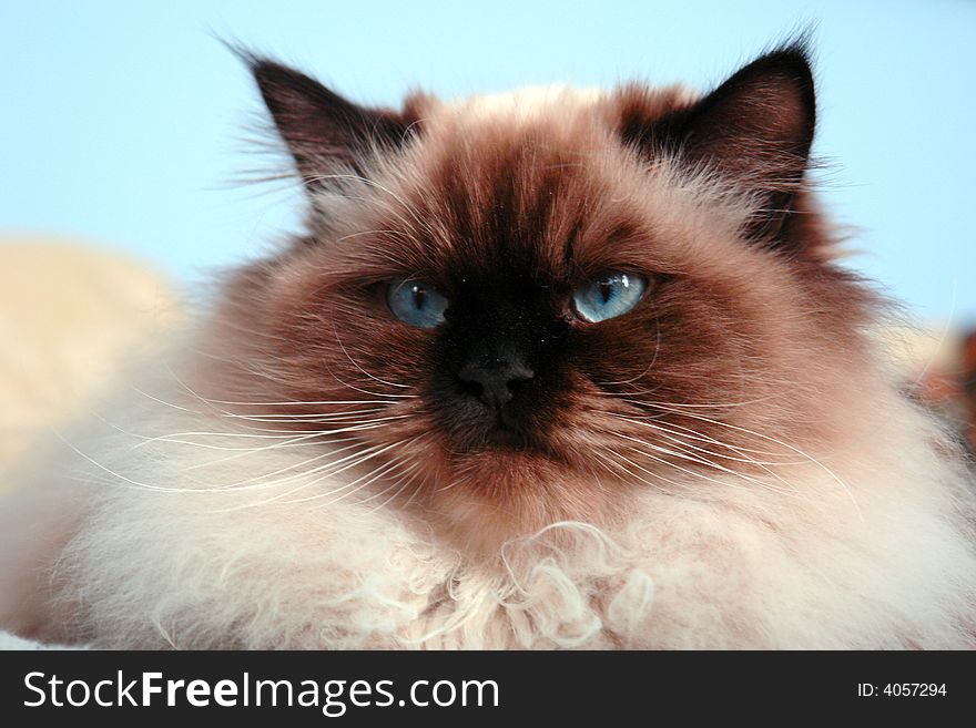Disgruntled looking himalayan male cat looking off to the side