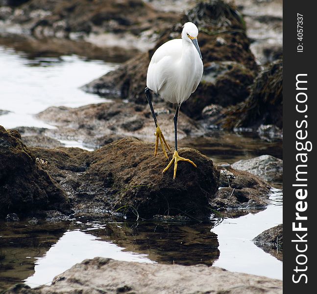 Egret hunting for food in the rock pools