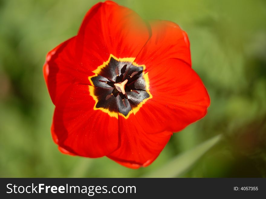 An open red tulip flower