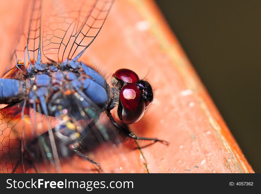 A blue dragonfly on a bridge