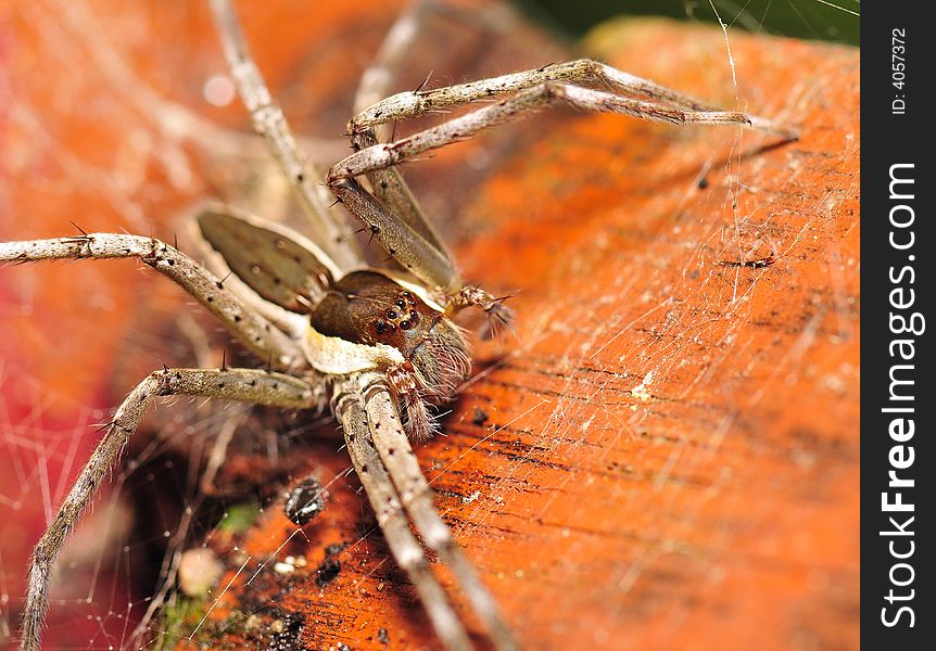 A macro shot of a spider in the jungle