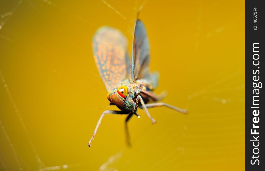 Leafhopper Stuck On A Web
