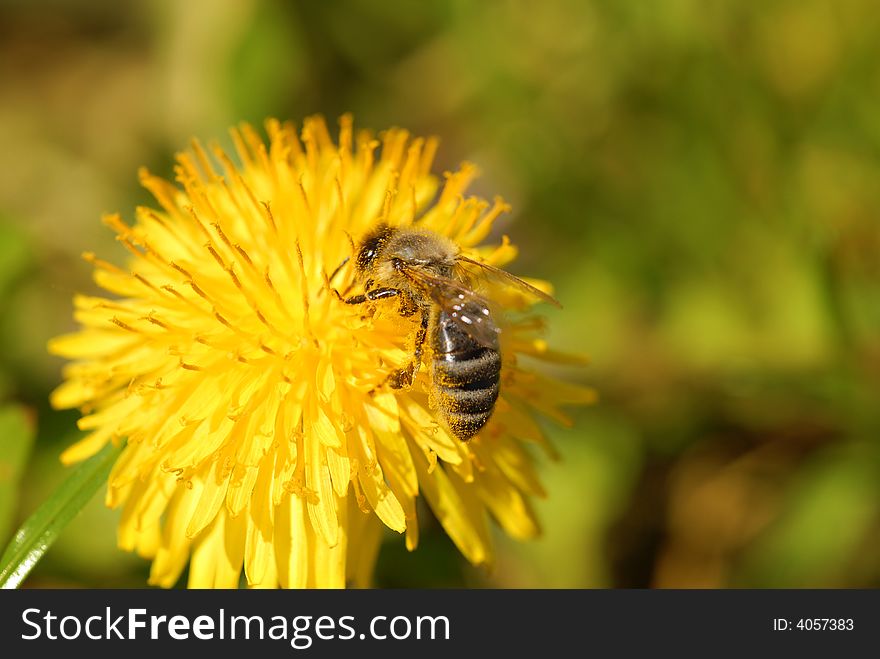 A honeybee sitting on a dandelion. A honeybee sitting on a dandelion