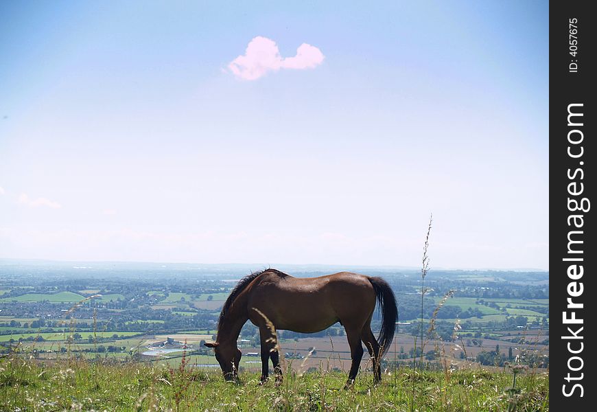 I horse perched on the edge of a hill in Southeast England. I horse perched on the edge of a hill in Southeast England