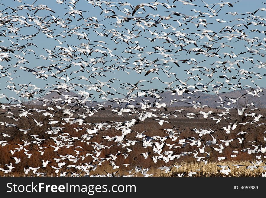 Snow geese flock in flight. Snow geese flock in flight