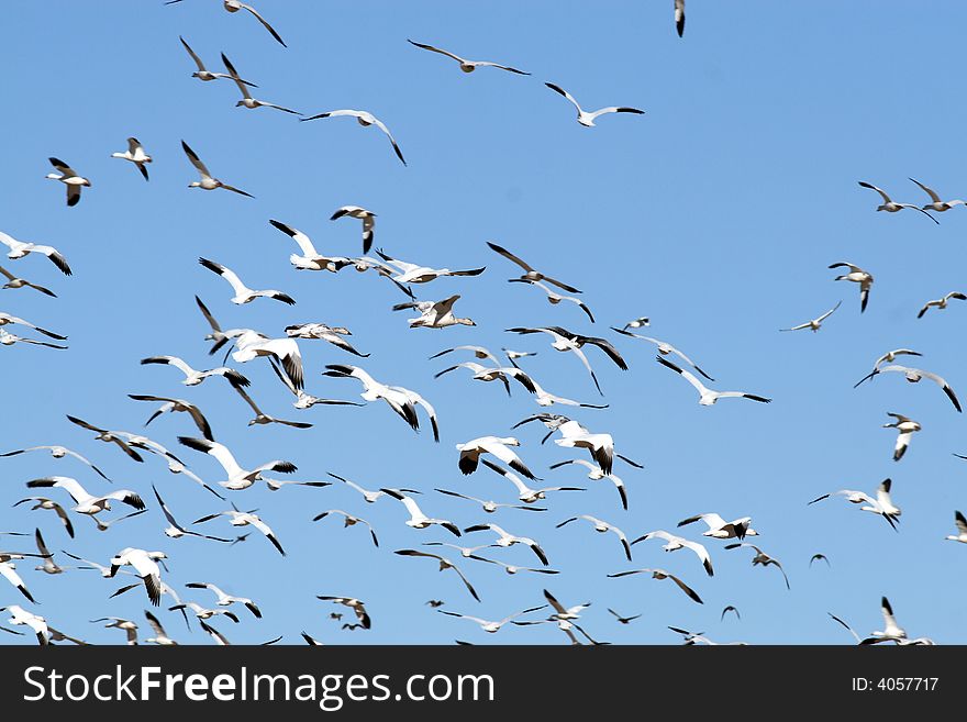 Snow Geese And Blue Sky