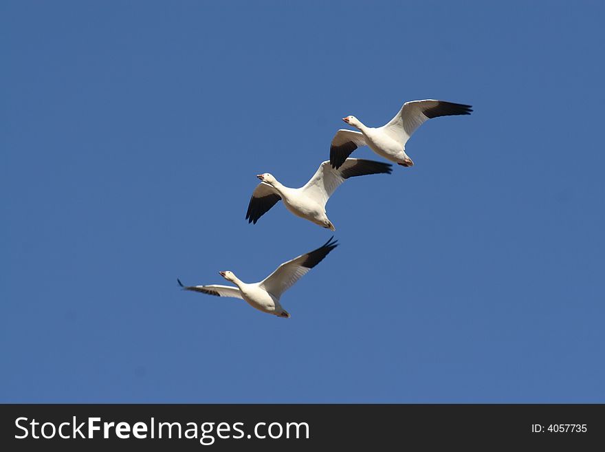 Three Snow Geese In Flight