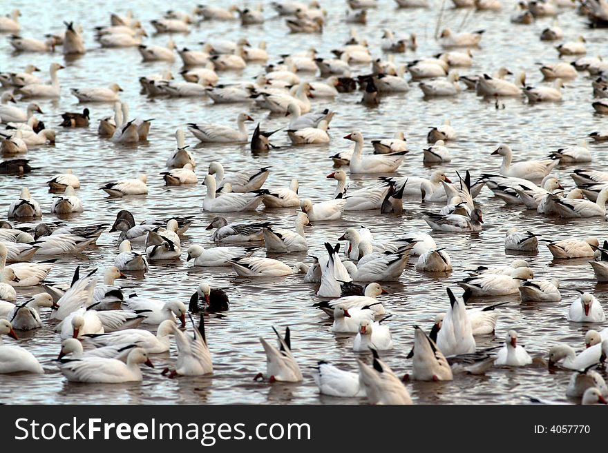 Flock of snow geese