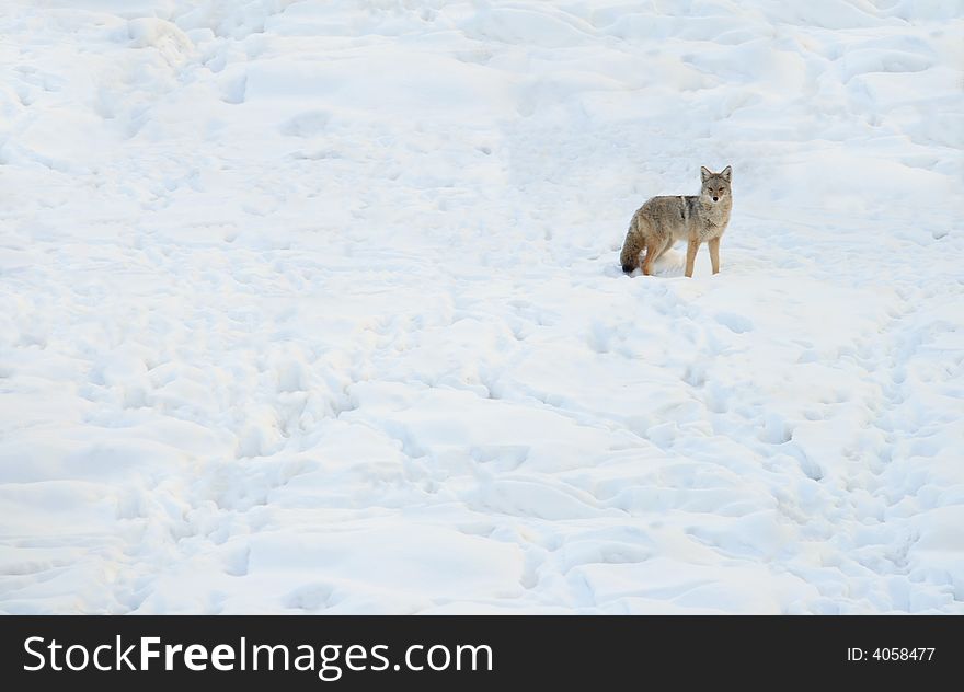 Lone predator in the middle of a snow covered wniter field. Lone predator in the middle of a snow covered wniter field