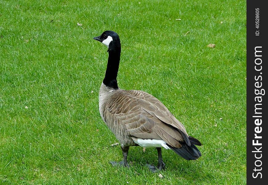 Canadian Goose