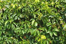 Green Leaves On A Wall. Stock Photography Green Leaves On A Wall. Stock Photography