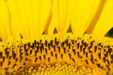 Sunflower Close-up Royalty Free Stock Photo