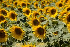 Sunflower Field Stock Image