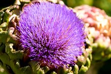 Artichoke Flower Stock Photo Artichoke Flower Stock Photo