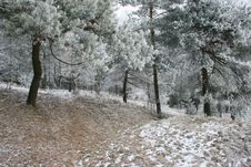 Frosted Trees Royalty Free Stock Image Frosted Trees Royalty Free Stock Image