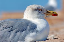 Morocco, Essaouira: Close-up Of A Seagull Royalty Free Stock Photo Morocco, Essaouira: Close-up Of A Seagull Royalty Free Stock Photo