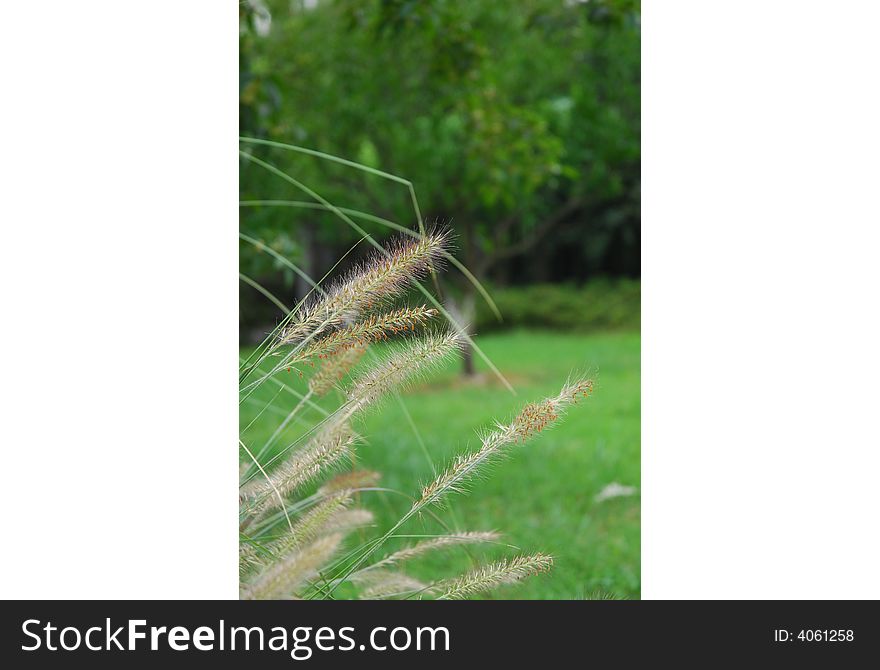 Clouding trees and grass, clear Setaria viridis (L.) Beauv, the spring of Hangzhou is so beautiful. Clouding trees and grass, clear Setaria viridis (L.) Beauv, the spring of Hangzhou is so beautiful.